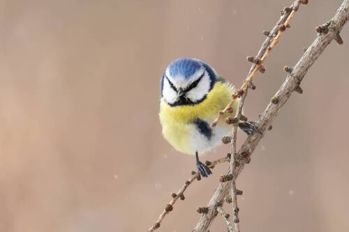 Обыкновенная лазоревка( Cyanistes caeruleus).