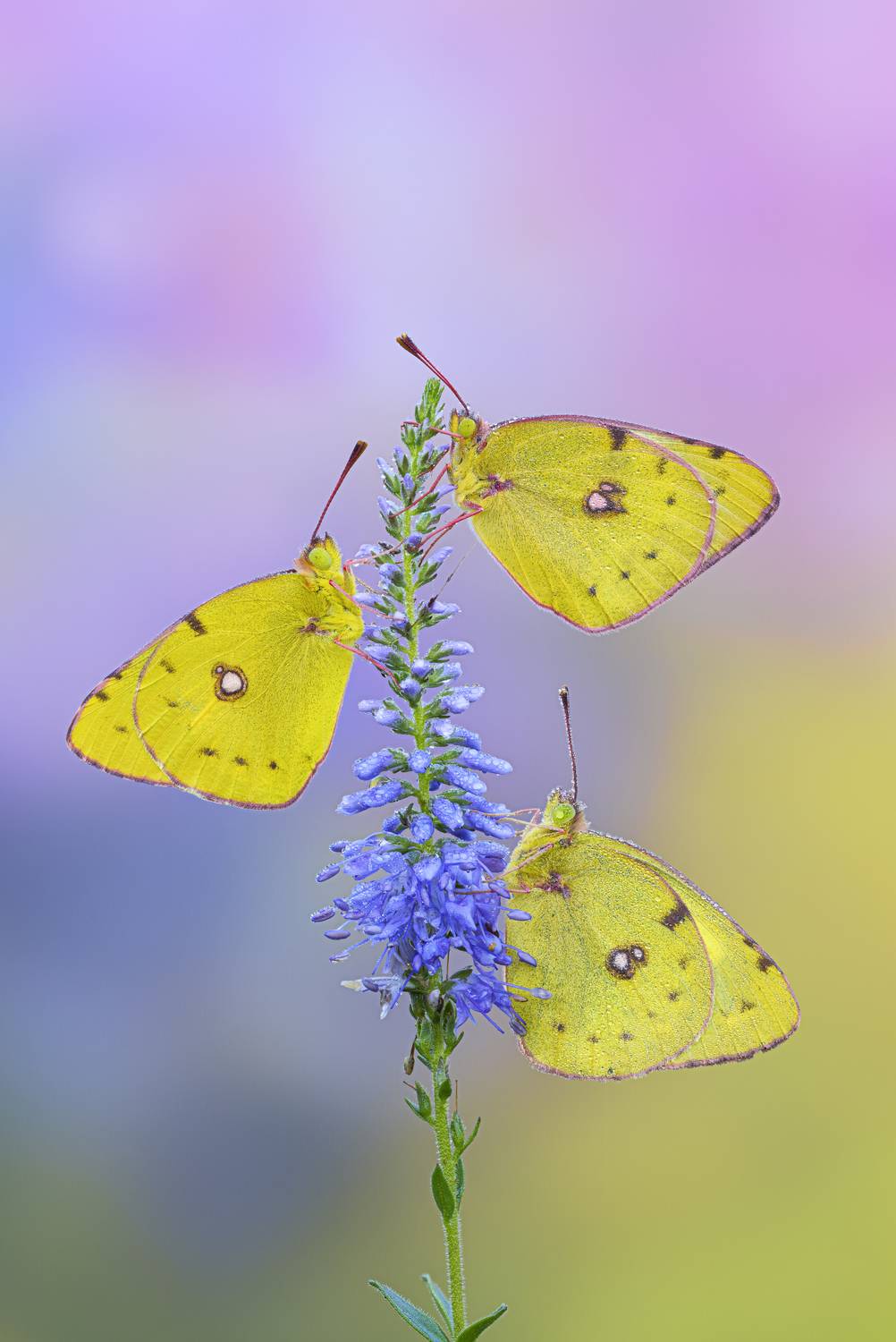 macrophotography, Camilla Zocchi