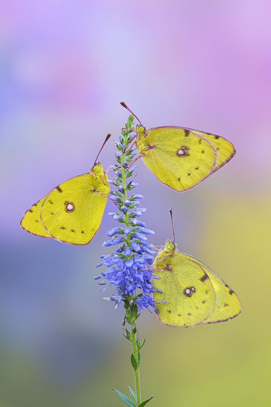 macrophotography L\\\'eleganza del tris фото превью