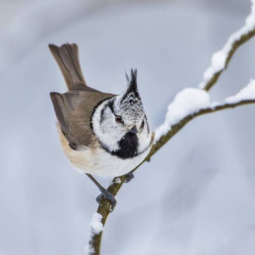 Хохлатая синица(Lophophanes cristatus).