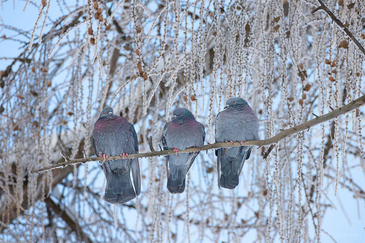 , Чудинин Дмитрий