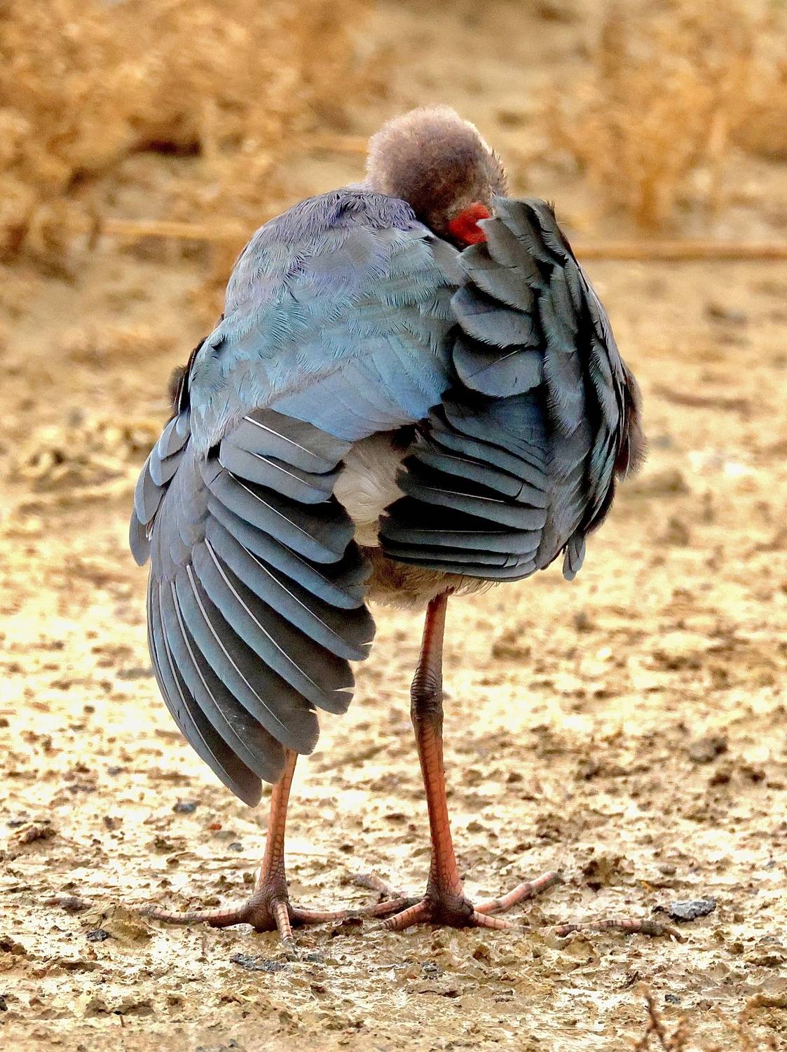 , Голубков Леонид