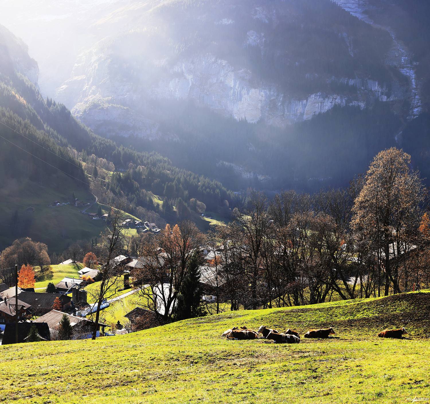 swiss, Матвеев Николай