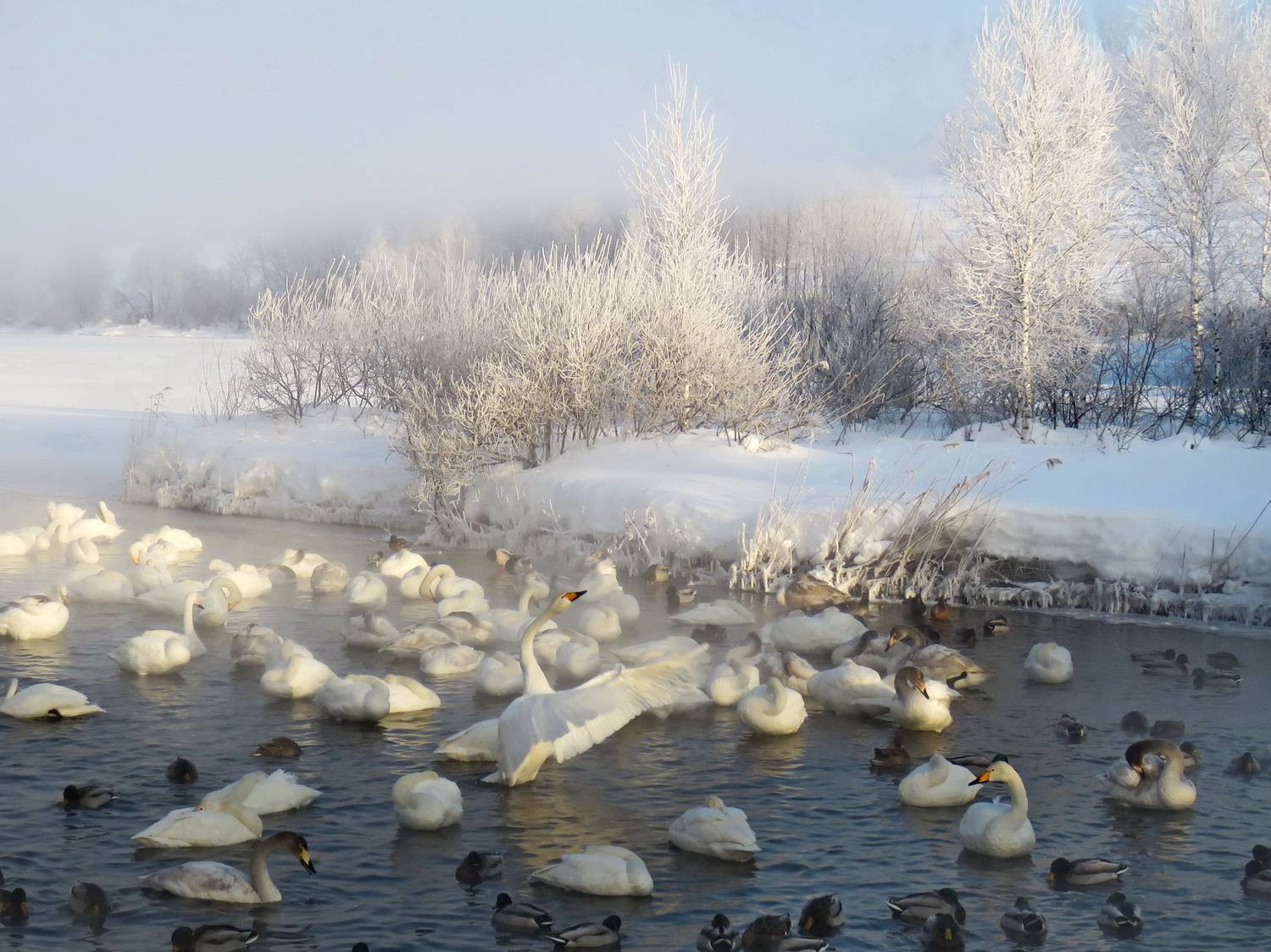 алтай, Добролюбова Тамара