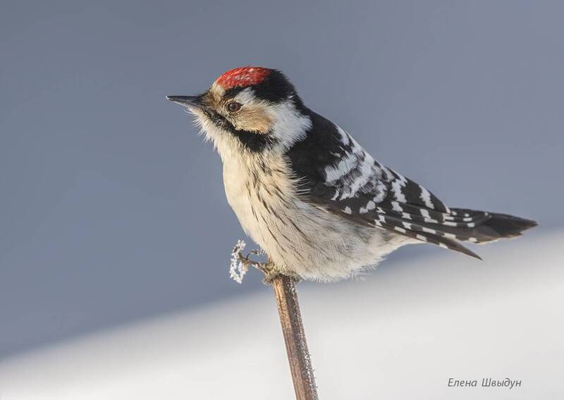 Малый пёстрый дятел фото превью