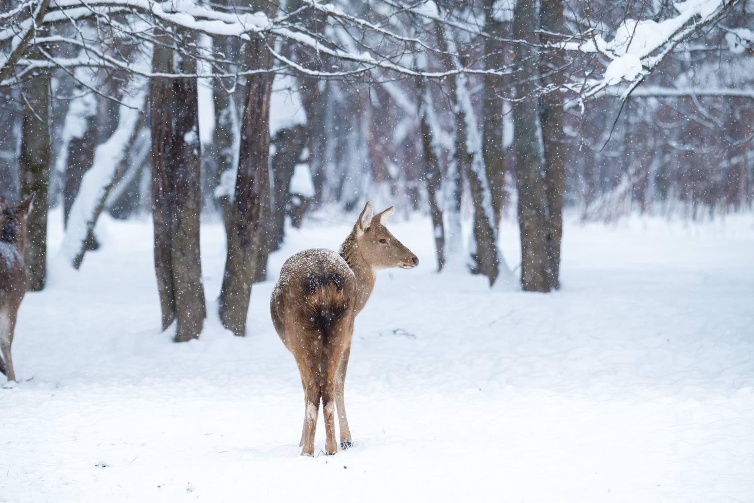 олень, deer, лес, снег, снежинки, forest, snow, Сергей Немцев