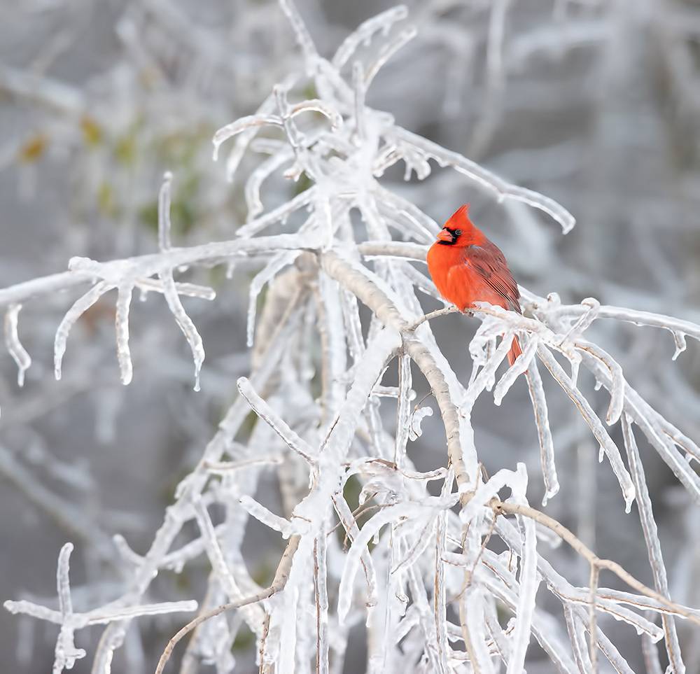 красный кардинал, northern cardinal, cardinal, кардинал, зима, winter bird, птицы, snow, winter, cold, Etkind Elizabeth