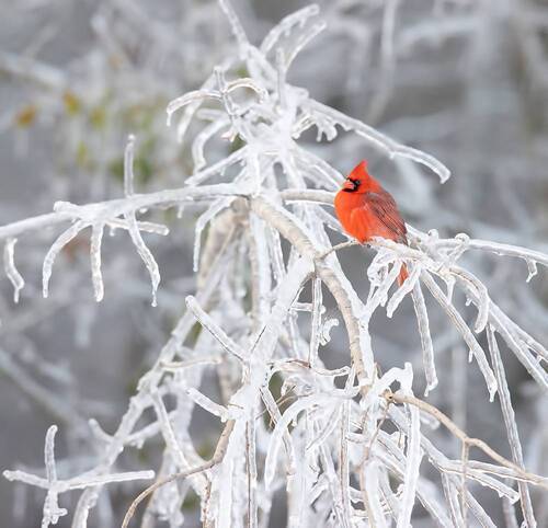 Northern Cardinal in the freezing rain -Красный Кардинал в Ледяной Дождь