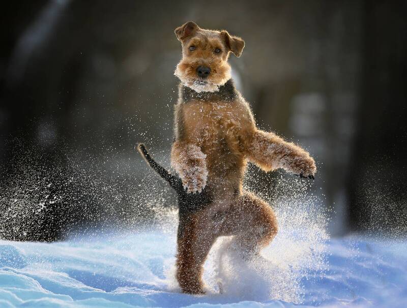 Танцор фото превью