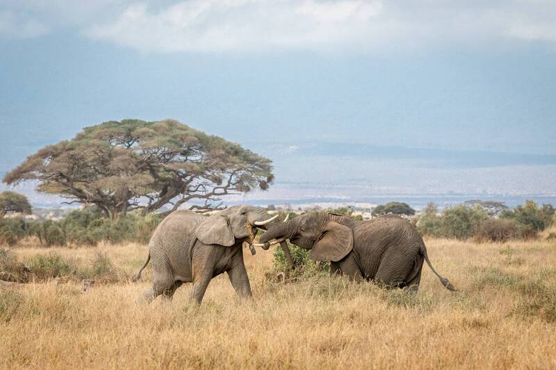 Молодые слоны. фото превью