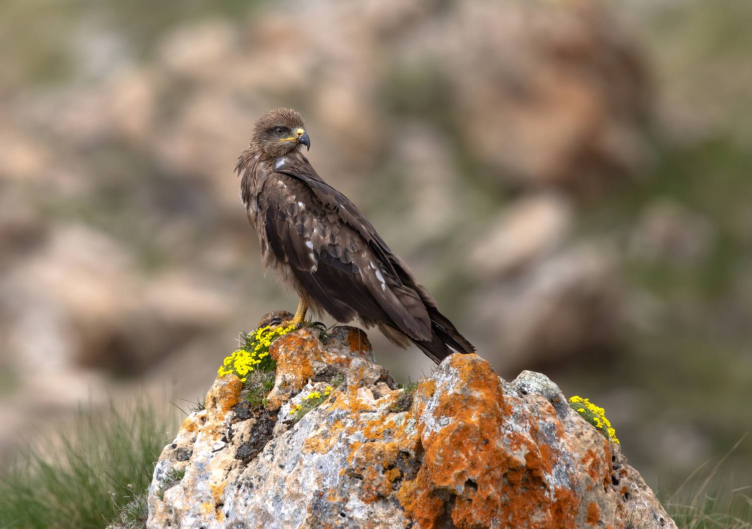 , Веревченко Михаил