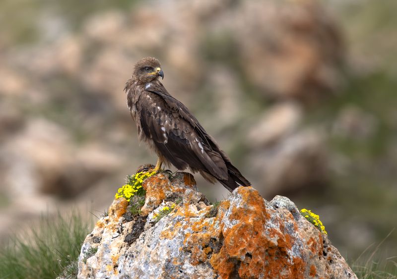 Черный Коршун. фото превью