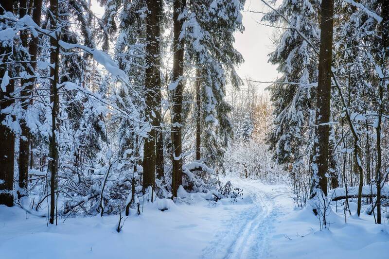 В заснеженном лесу фото превью