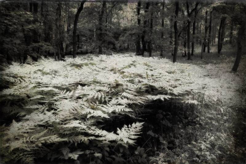 лес Лес фото превью