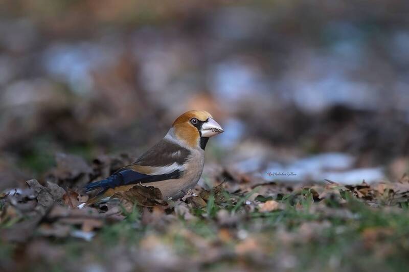 фотоохота, птица, дубонос, зима Дубонос. фото превью