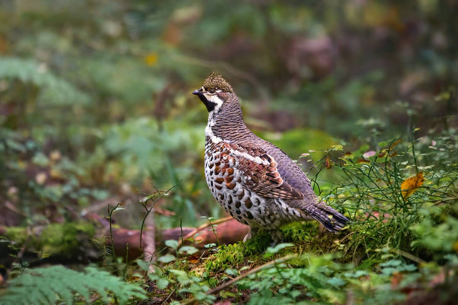 рябчик, hazel grouse, hazen hen, tetrastes bonasia, Andrey Gulivanov