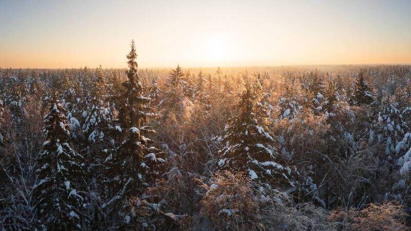 снег, зима, мороз Верхний этаж леса фото превью