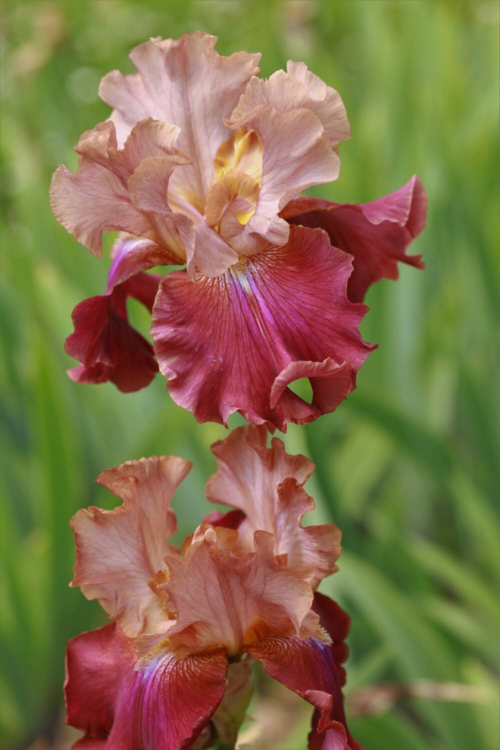 ирис, ботанический сад, лето, день, лепестки, Герцен Наталья