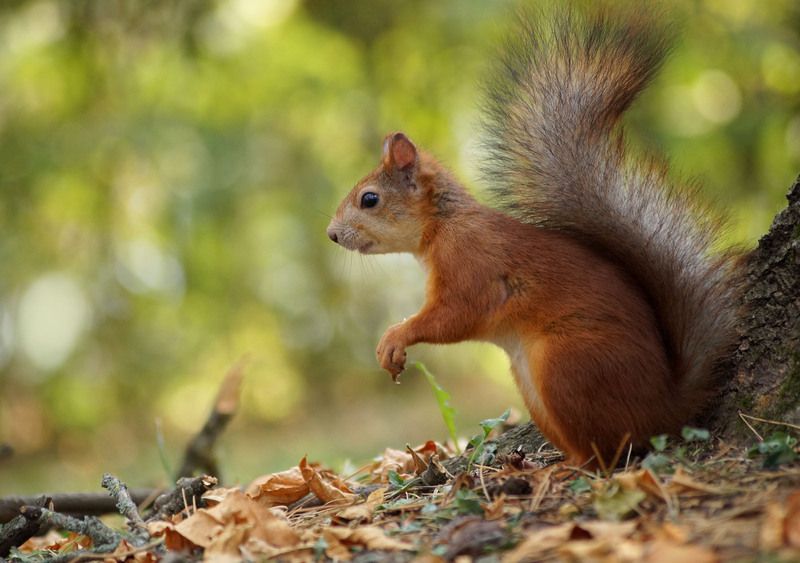 Белка фото превью