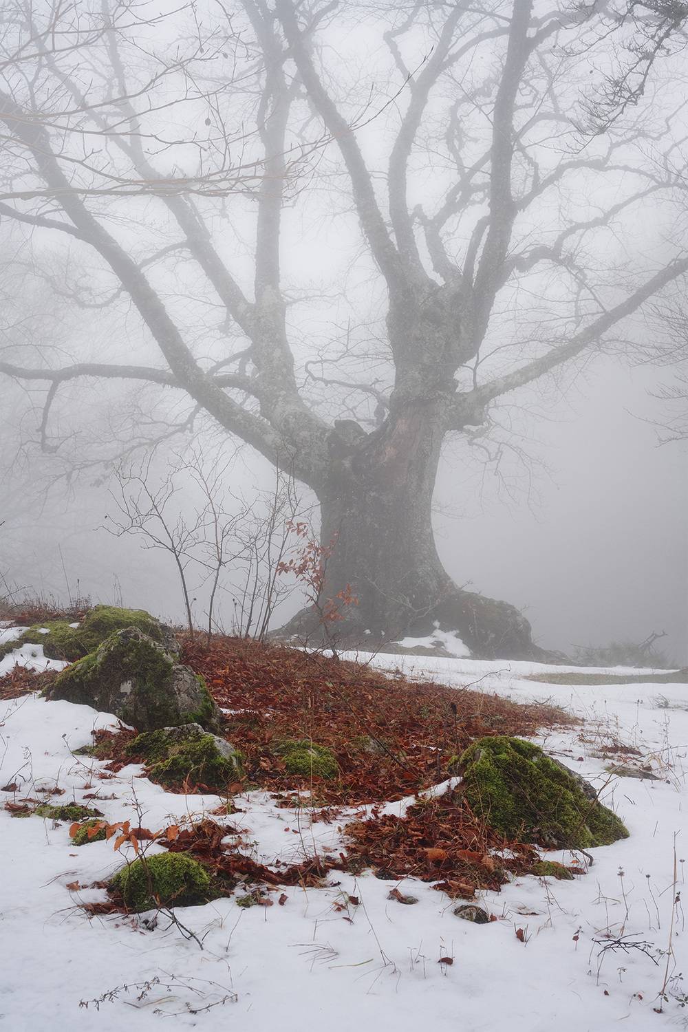 , Андрей Родионов
