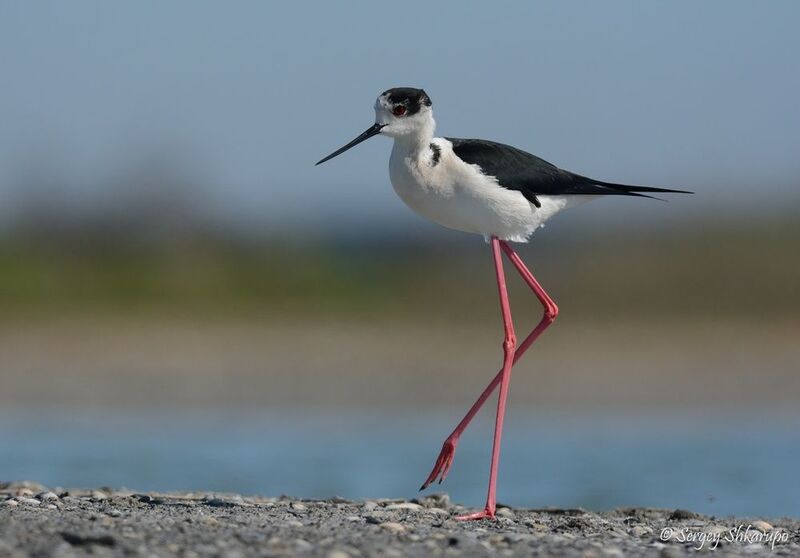 Ходулочник у Крымского моста фото превью