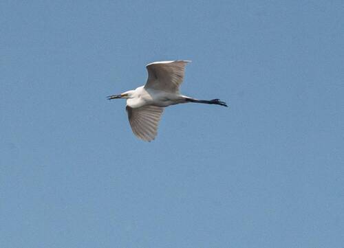 Большая белая цапля