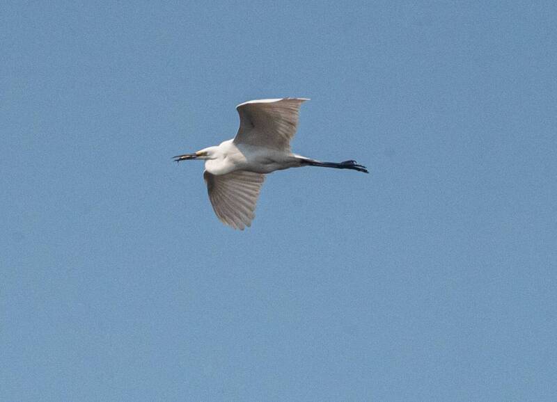 большая белая цапля, цапля, птица, хабаровский край, бухта сизиман Большая белая цапля фото превью