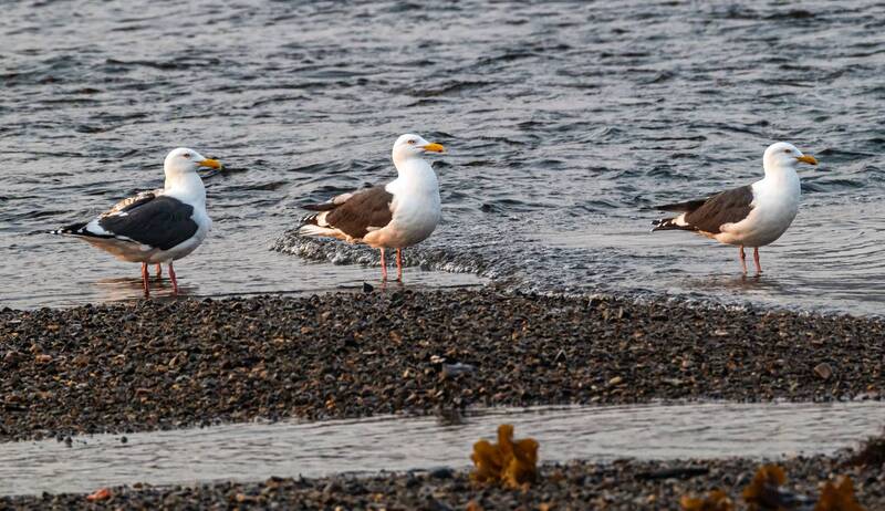 клуши, чайки, птицы, хабаровский край, бухта сизиман Клуши фото превью