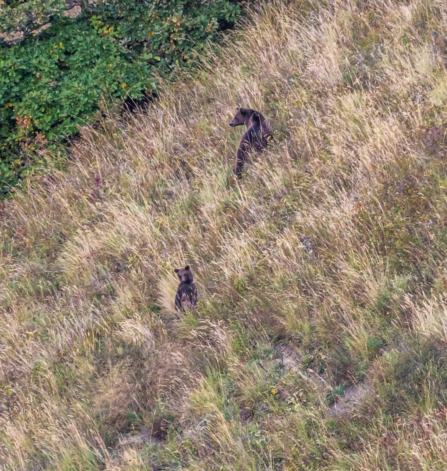 медведь, дагестан, тляратинский заказник, Савчук Сергей