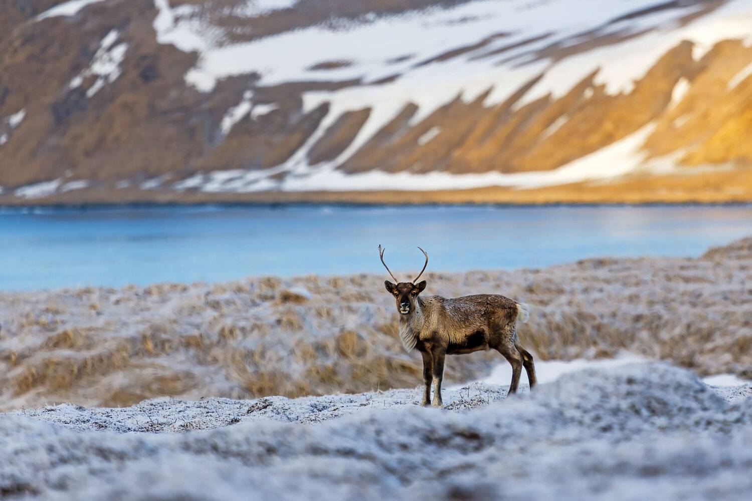 северный олень, тундра, предзимье, командоры, Уткин Дмитрий
