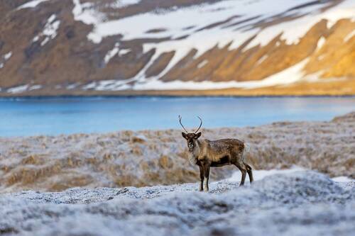 Олень в тундре