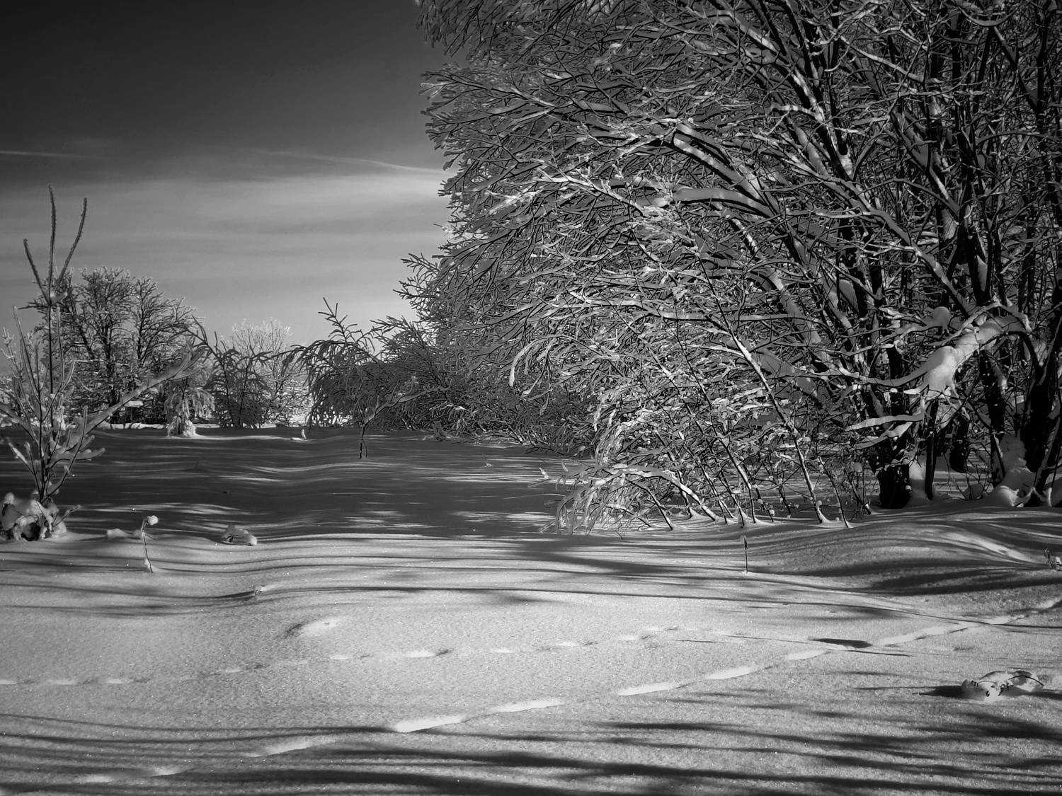 , Светлана Кондрашова