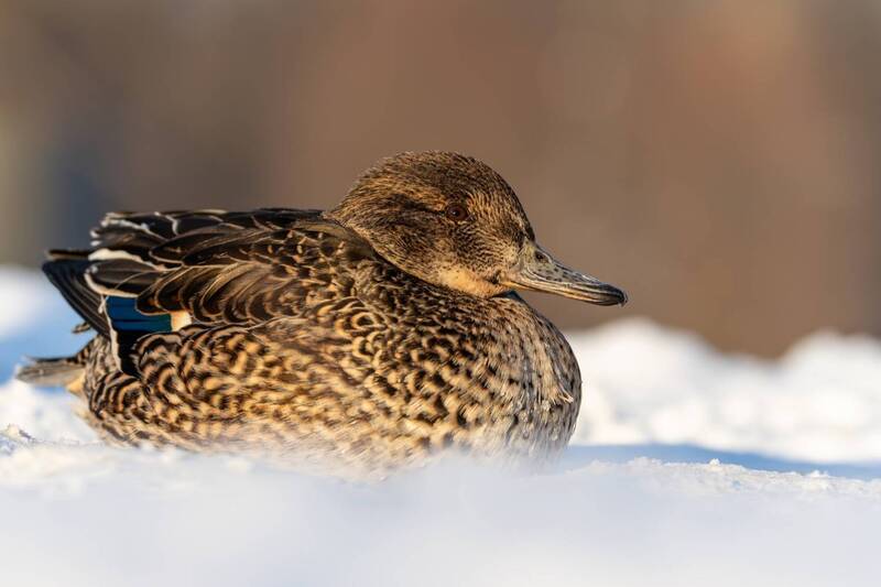 чирок-свистунок, чирок свистунок, чирок, свистунок, птицы, утка Чрок-свистунок фото превью