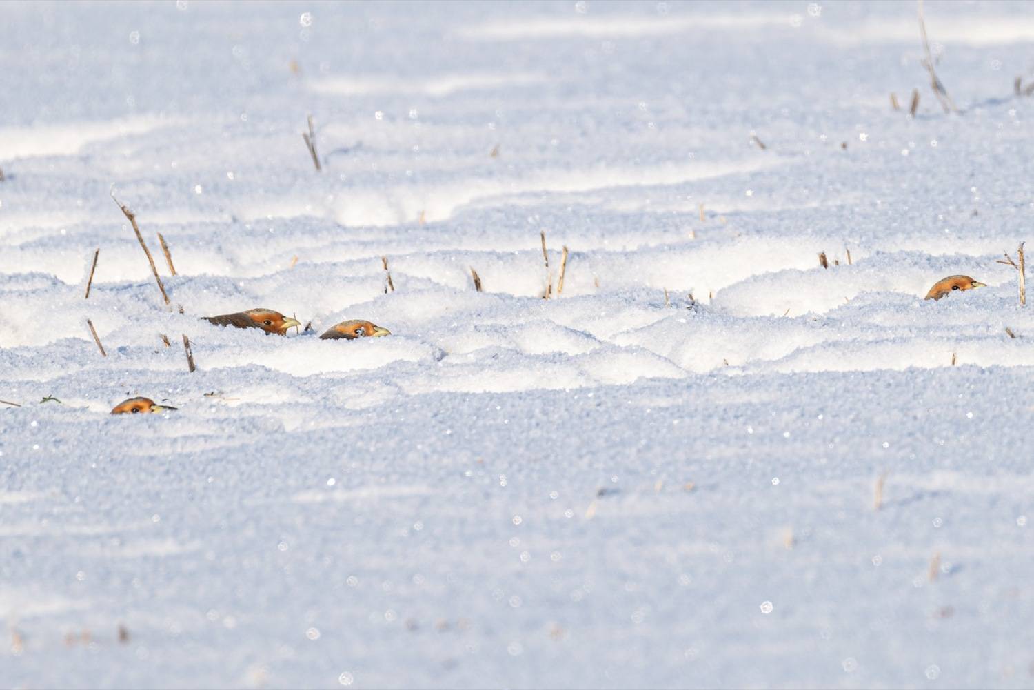 серая куропатка, куропатка, птицы, зима, Ruslan Pl
