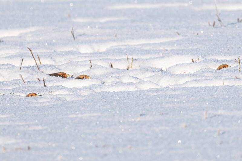 серая куропатка, куропатка, птицы, зима Неужели нас заметили? фото превью