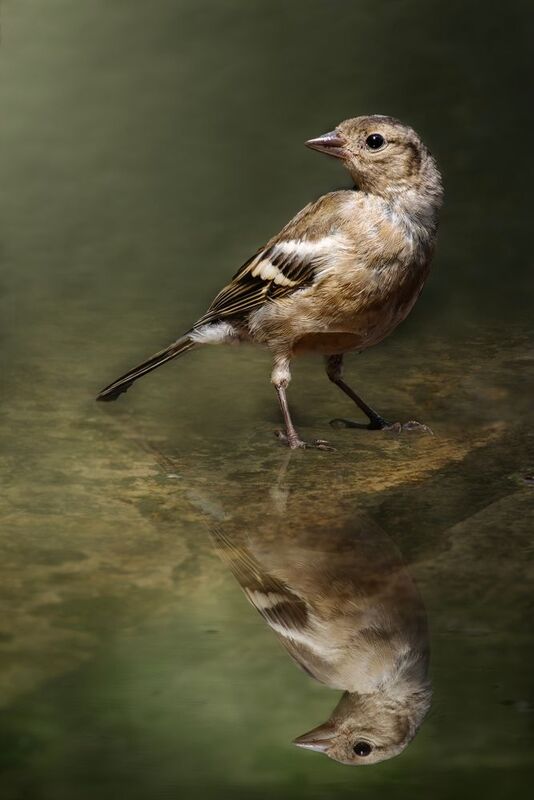 wildlife, birdwatching, nature, bird photography, птица, фотоохота, природа, зяблик Зяблица фото превью