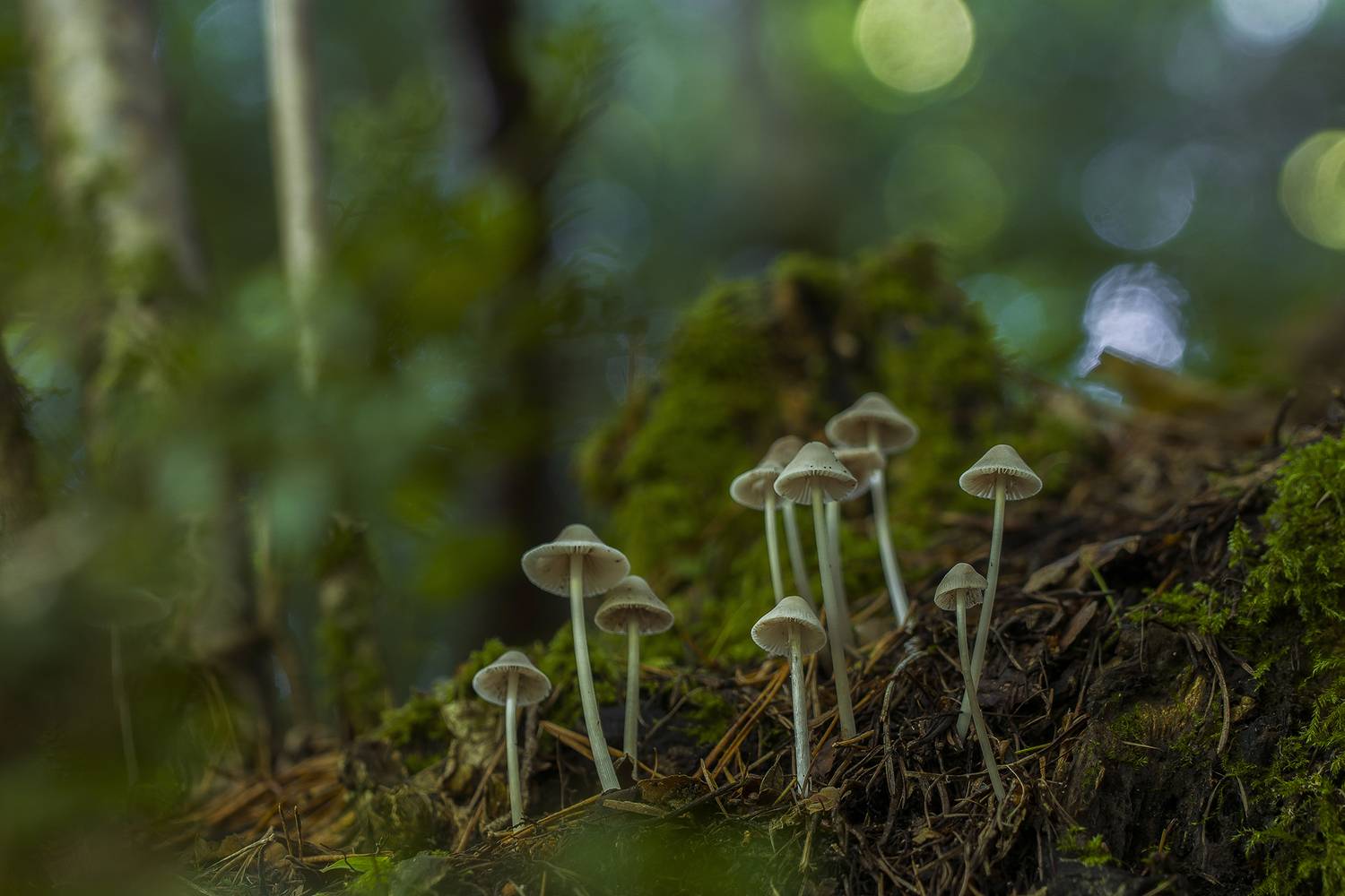 nature, close-up, outdoor, mushroom, fungus, autumn, selective-focus, forest., Andr&eacute;s Emilio