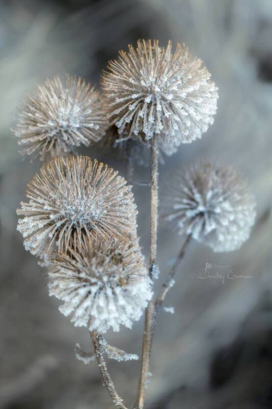 В тишине морозного утра... фото превью