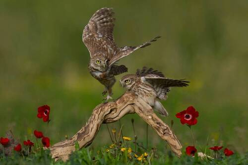 Little owls 
