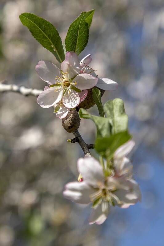 macro, flowers, plants, nature, spring, red, grass  фото превью