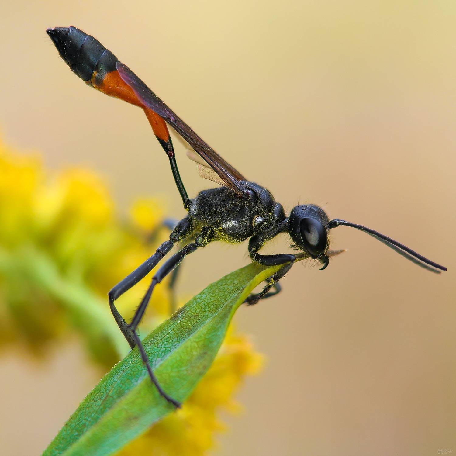 оса, аммофила, Чи. Анатолий