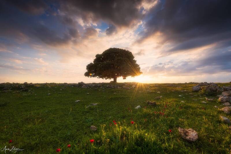 The Lonely Tree фото превью