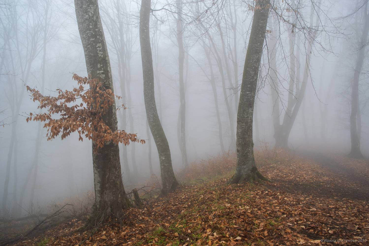 , Шипунова Ирина