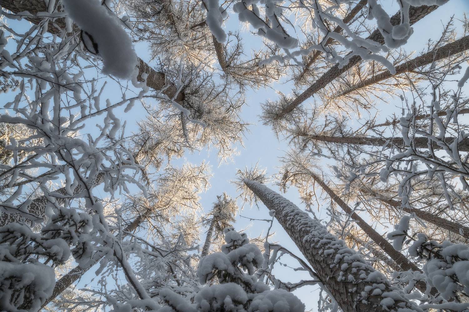 природа России, Ленинградская область, Линдуловская роща, Татьяна Кормашова