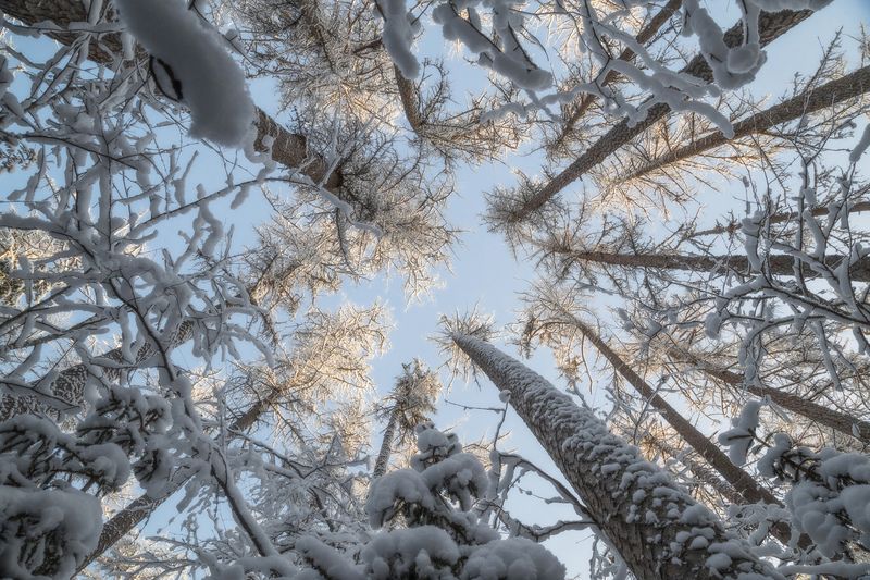 Зимнее кружево фото превью