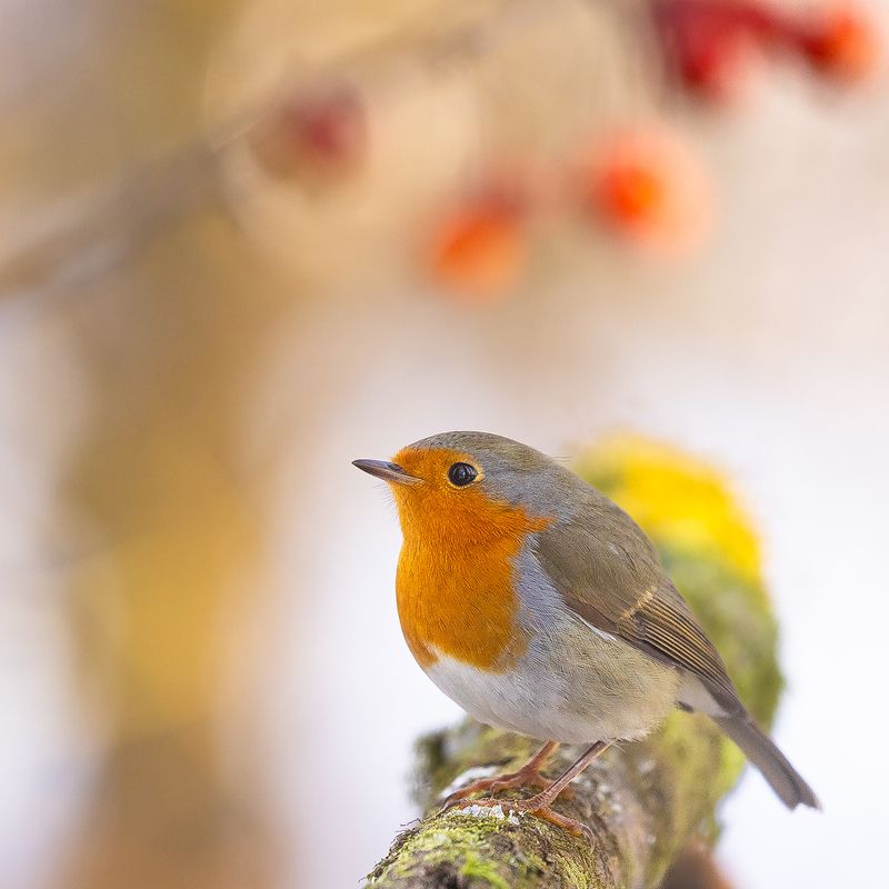 Robin фото превью