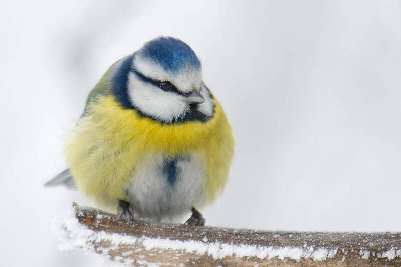 Пушистый комочек фото превью