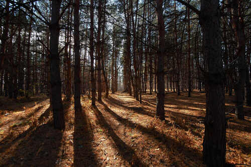 Утро в лесу