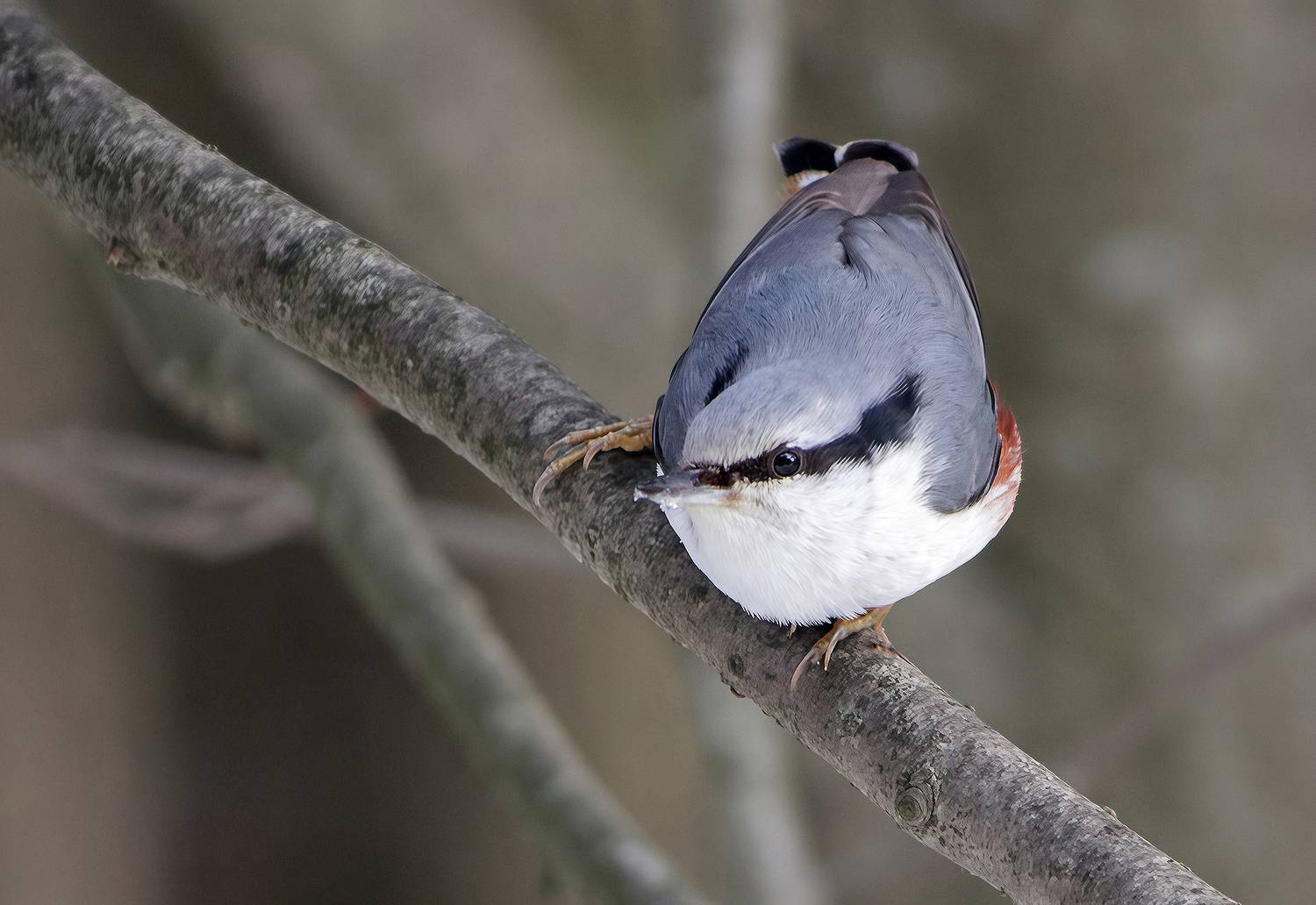 поползень, обыкновенный поползень, ямщик, sitta europaea, КарОл