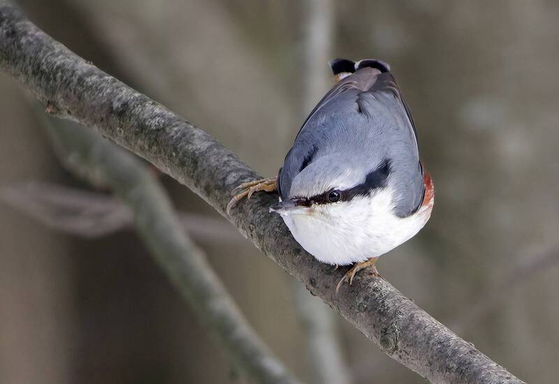 поползень, обыкновенный поползень, ямщик, sitta europaea Поползень фото превью